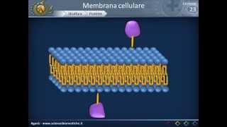 Membrana cellulare  Struttura [upl. by Rehposirhc]