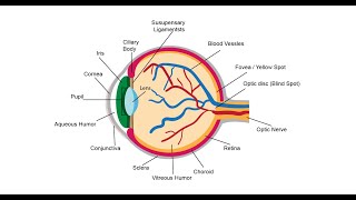 Life Sciences Gr12 The Eye [upl. by Florenza]