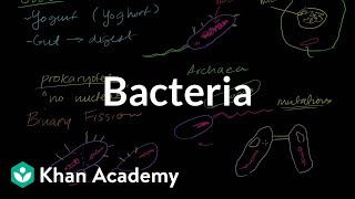 Bacteria [upl. by Esilanna]