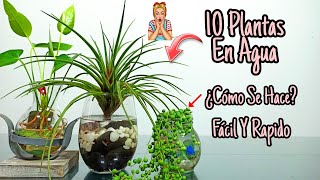 10 Plantas De INTERIOR que se CULTIVAN en AGUA [upl. by Eey]