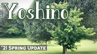 Spring 2021 Update  Yoshino Cherry Trees [upl. by Tyika]