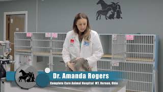 How to put a Seresto collar on your cat with Dr Rogers [upl. by Daeriam]