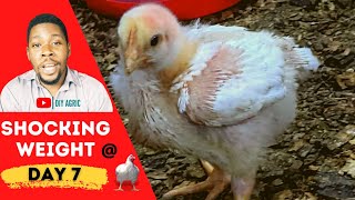 How I Got Massive Broiler Weight in 7 Days  Broiler Brooding Management Series Day 7 [upl. by Dimitry]