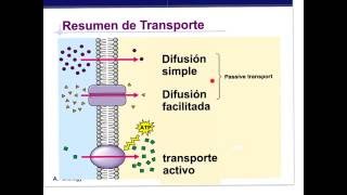 Transporte en membrana [upl. by Henghold]