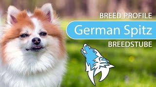 ► German Spitz Breed 2020 Temperament amp Training [upl. by Llerryt]