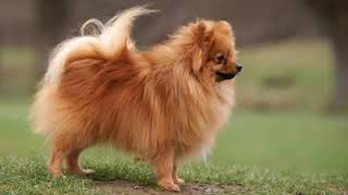 German Spitz Klein  small dog breed [upl. by Rosenkranz]