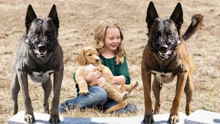 These Are 10 Best Protection Dog Breeds [upl. by Esekram]