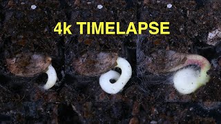 Cannabis Seed Flower TimeLapse  4k [upl. by Ranchod]