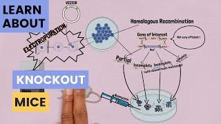 What Are Knockout Mice [upl. by Bilow]