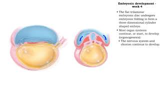 Embryonic development  Week 4 [upl. by Eessej]