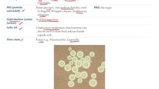 1 Microbiology BASIC Bacteriology Part 1 [upl. by Lotty]