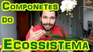 ECOSSISTEMA Componentes BióticosAbióticos e Funcionamento Geral [upl. by Barbarese46]