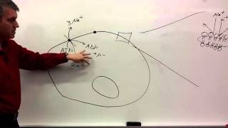 Membrane Potentials for beginners [upl. by Dann802]