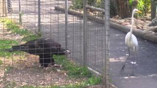 Eagle attacks bird at Featherdale Wildlife Park Sydney Australia [upl. by Gabe]