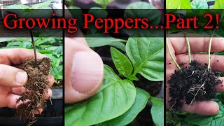 Growing Peppers Part 2 of 3  The Definitive Guide [upl. by Oiramat]