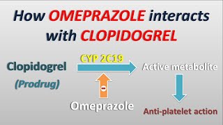 How Omeprazole interacts with Clopidogrel [upl. by Whittaker480]