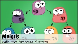 Meiosis Updated [upl. by Emmons]