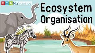 Ecosystem Organisation [upl. by Ellingston164]