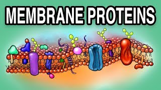 MEMBRANE PROTEINS  Types and Functions [upl. by Attenej529]