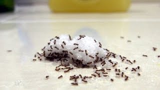 Indoor Ants  Tips amp Tricks For Finding The Nest [upl. by Atikihc]