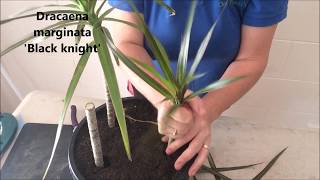 How to Prune amp Propagate your Draceana plants [upl. by Aiksa]