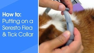 How to put on a Seresto Flea and Tick collar for dogs and cats [upl. by Oiromed966]