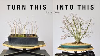 Turn Japanese Maple Seedlings into a Clump Style Bonsai Part 1  BonsaiU [upl. by Birch345]