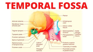 Temporal Fossa [upl. by Hardigg]