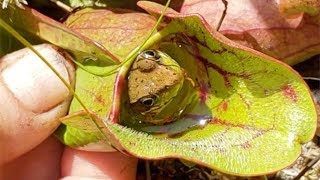 Carnivorous Plant Eats Frog Alive [upl. by Alegnaed]