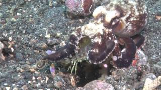 Mantis Shrimp Vs Octopus  the ultimate fight [upl. by Aruasi]