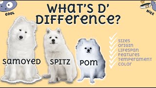 DIFFERENCES BETWEEN SAMOYED JAPANESE SPITZ AND POMERANIAN [upl. by Siegel968]