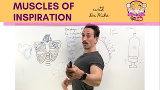 Muscles of Breathing  InspirationInhalation [upl. by Anyar]