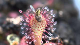 Sundew Carnivorous Plant Eating Fly 4K Timelapse [upl. by Annahsar62]