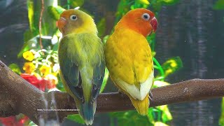 Lovely Lovebirds Sounds  The Yellow Spangle Fischers amp Parblue Euwing Green Turquoise Opaline [upl. by Bianka646]