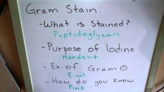 Microbiology Lab Practical How to study [upl. by Sylvan]