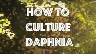 How To Culture Daphnia Magna [upl. by Aneehsit395]