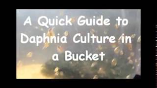 How to culture daphnia outside [upl. by Yarvis375]