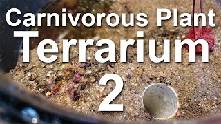 Growing Carnivorous Plants E2 Planting the Terrarium [upl. by Alyworth]