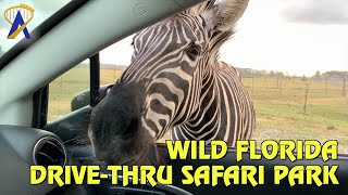 Wild Florida DriveThru Safari Park [upl. by O'Carroll649]