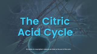 Overview of the citric acid cycle [upl. by Aveer387]