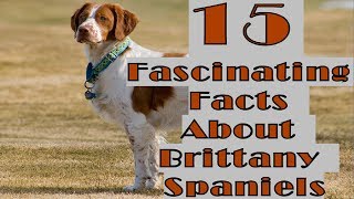 15 Fascinating Facts About Brittany Spaniels [upl. by Auberon821]