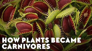 How Plants Became Carnivores [upl. by Nylhtiak134]