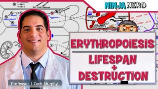 Hematology  Erythropoiesis Lifespan amp Destruction Part 2 [upl. by Nylleoj]