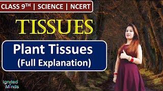 Class 9th Science Chapter 6  Plant Tissues Full Explanation  Tissues  NCERT [upl. by Klinger]