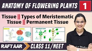 Anatomy of Flowering Plants 01  Tissue  Types of Meristematic Tissue  Class11NEET RAFTAAR [upl. by Ariaz8]