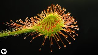 4 DEADLY Carnivorous Plants [upl. by Atteuqaj799]