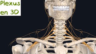 Description des Plexus en 3D Naturosoutien [upl. by Eenram]