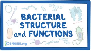 Bacterial Structure and Functions [upl. by Eicats]