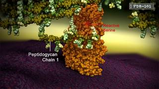 Penicillin Binding Protein Crosslinking peptidoglycan chains [upl. by Aleafar]