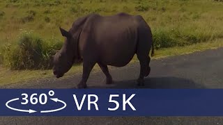 South Africa  Safari in Kruger National Park in 360 VR [upl. by Joao]